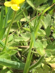 Ranunculus multifidus
