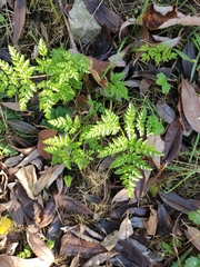 Anthriscus sylvestris