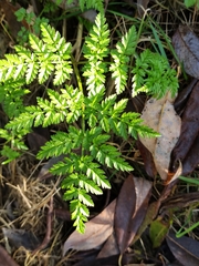 Anthriscus sylvestris