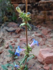Penstemon humilis obtusifolius