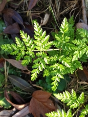 Anthriscus sylvestris