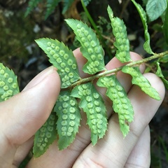 Polystichum nepalense