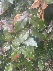 Berberis aquifolium