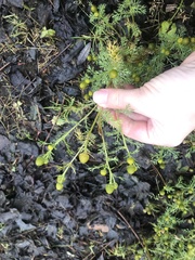 Matricaria discoidea