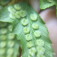 Polystichum nepalense