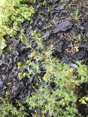 Matricaria discoidea