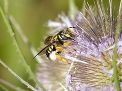 Trachusa