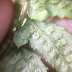 Polystichum nepalense