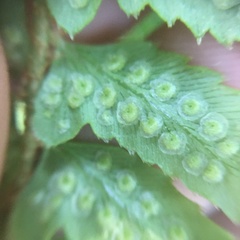 Polystichum nepalense