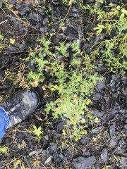 Matricaria discoidea