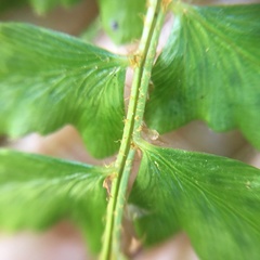 Polystichum nepalense
