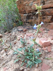 Penstemon humilis obtusifolius
