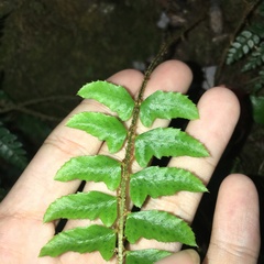 Polystichum nepalense