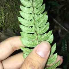 Polystichum nepalense