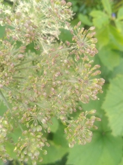 Peucedanum ostruthium