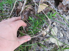 Hypericum sphaerocarpum