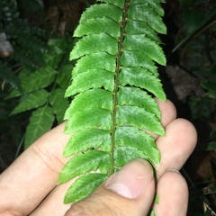 Polystichum nepalense