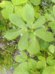 Peucedanum ostruthium
