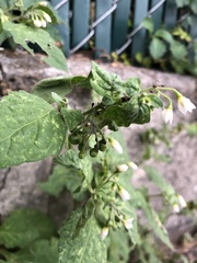 Solanum nigrum