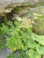 Peucedanum ostruthium