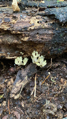 Ramaria apiculata