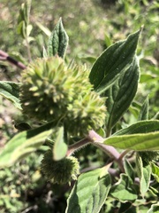Phacelia brachyantha