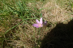Colchicum autumnale