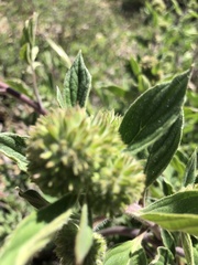 Phacelia brachyantha