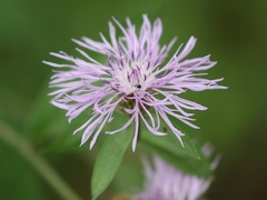 Centaurea iberica