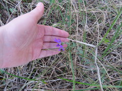 Symphyotrichum pratense