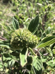 Phacelia brachyantha