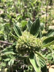 Phacelia brachyantha