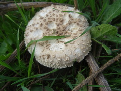 Saproamanita vittadinii