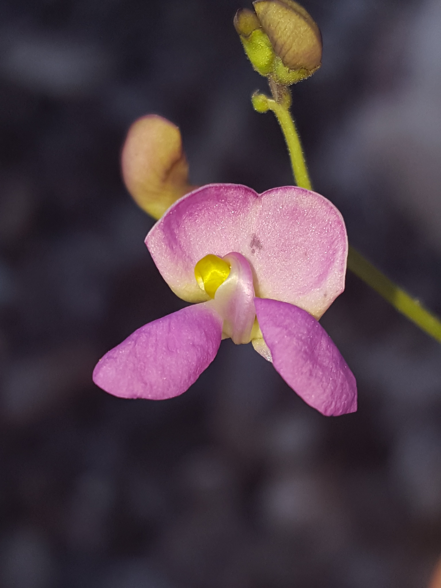 Phaseolus angustissimus