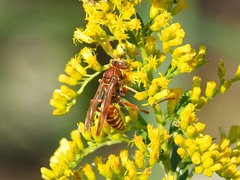 Polistes apachus
