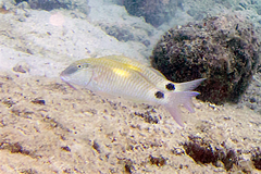 Parupeneus indicus