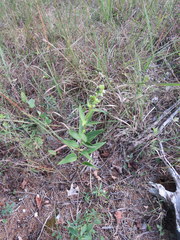 Silphium asteriscus latifolium