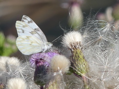 Pontia occidentalis