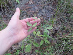 Rhynchosia tomentosa