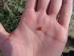 Henosepilachna argus