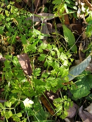 Anthriscus sylvestris