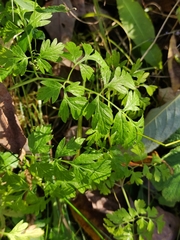 Anthriscus sylvestris
