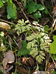 Anthriscus sylvestris