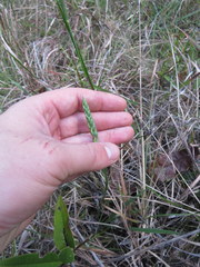 Spiranthes magnicamporum