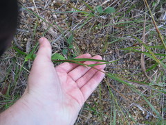 Symphyotrichum laeve concinnum