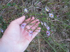 Symphyotrichum laeve concinnum