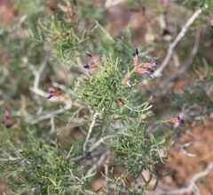 Psorothamnus arborescens pubescens
