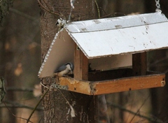Sitta europaea