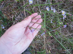 Symphyotrichum laeve concinnum