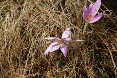 Colchicum autumnale